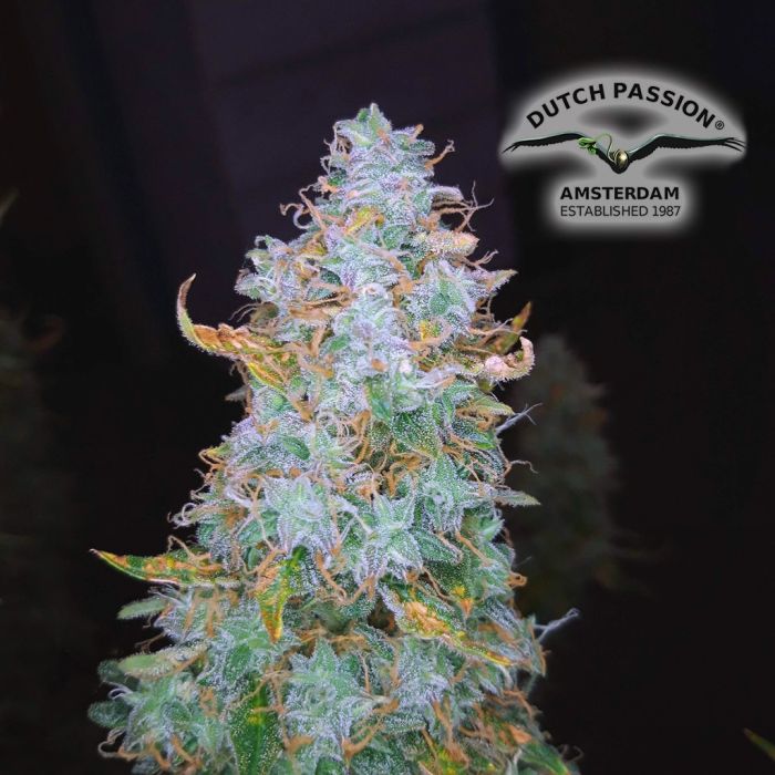 Auto Night Queen (Dutch Passion) 3 Samen main product photo