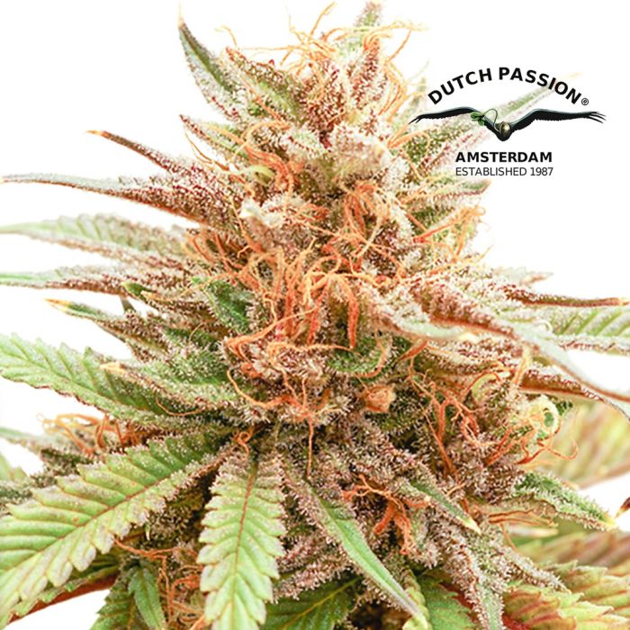 Durban Dew (Dutch Passion) main product photo