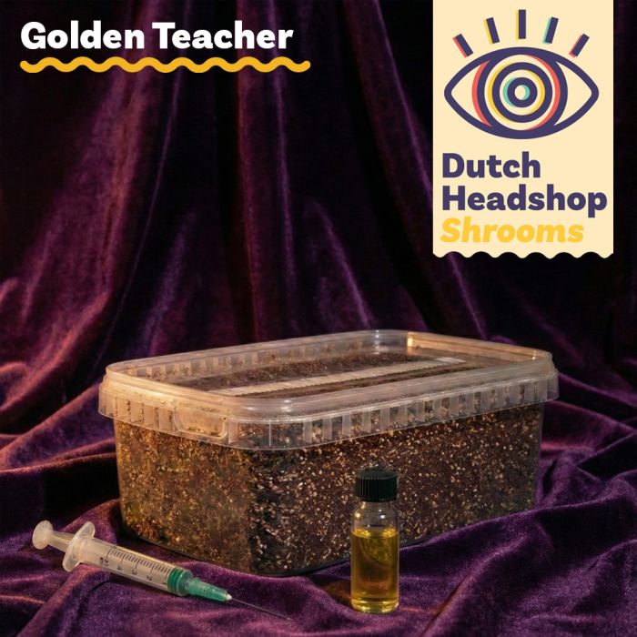Golden Teacher Liquid Culture Bündel mit Substrat main product photo