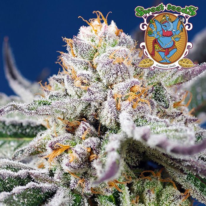 Orange Apricot Glue XL Auto (Sweet Seeds) main product photo