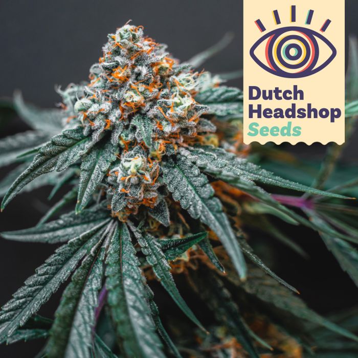 Auto Rainbow Sherbet (Hausmarke) main product photo