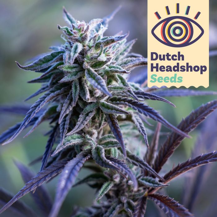 CBD Purple Grapefruit (Hausmarke) main product photo