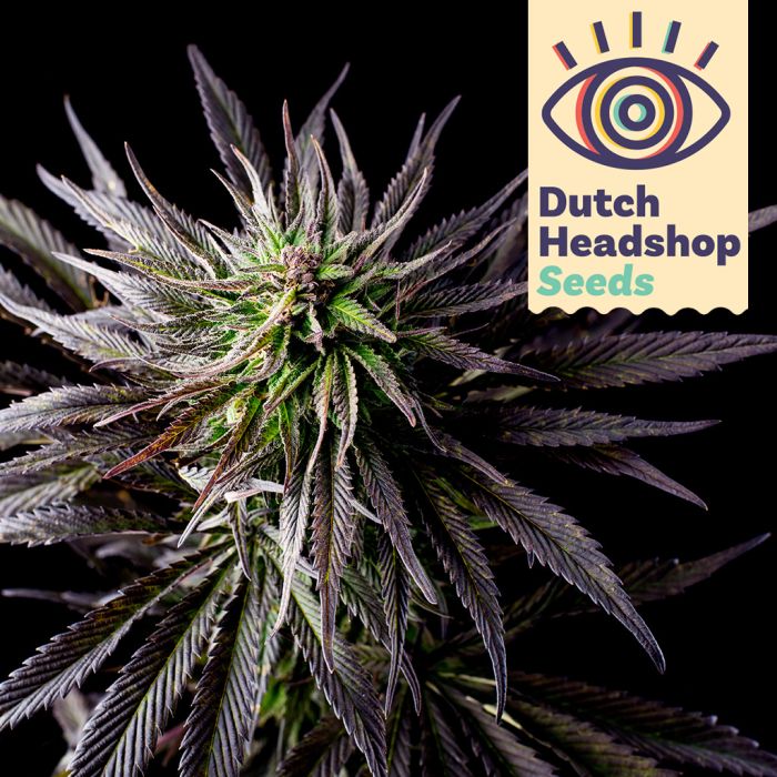 Fast Granddaddy Purple (Hausmarke) main product photo
