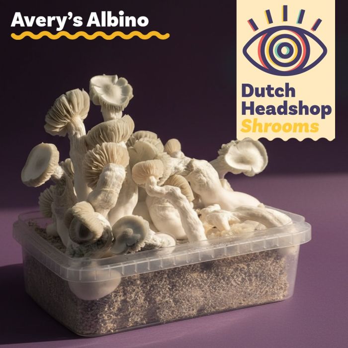 Magic Mushrooms Growkit Avery's Albino 1200cc (Hausmarke) main product photo