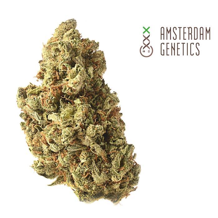Amazing Haze (Amsterdam Genetics) main product photo