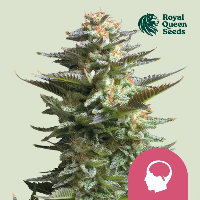 Amnesia Haze (Royal Queen Seeds) 5 Samen main product photo