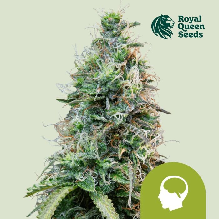 Amnesia Haze Automatic (Royal Queen Seeds) 5 Samen main product photo