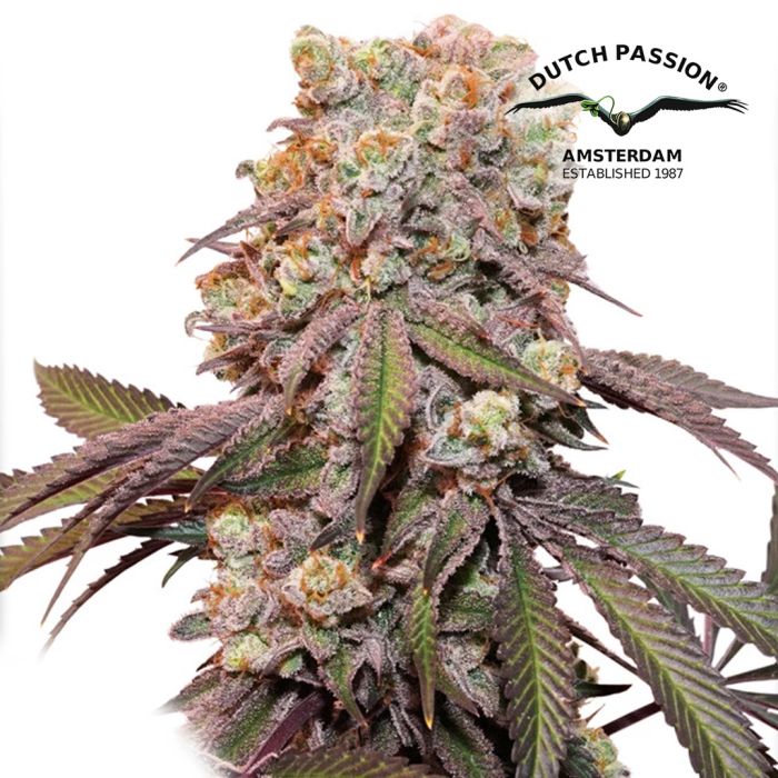 Auto Candy Bubatz XL (Dutch Passion) 3 Samen main product photo