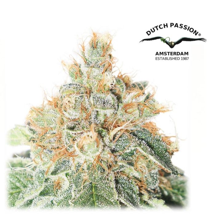 Auto Colorado Cookies (Dutch Passion) 3 Samen main product photo