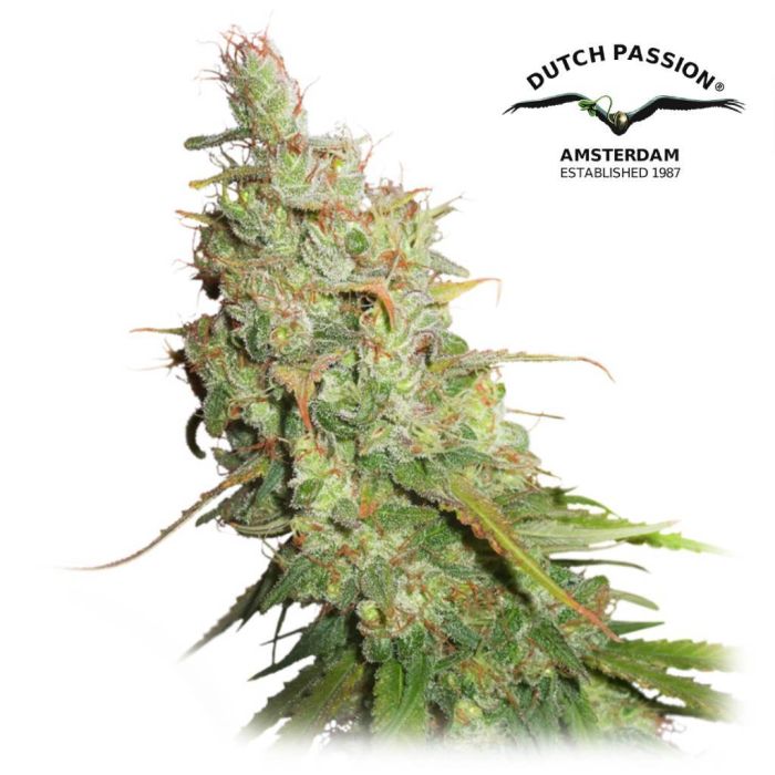 Auto Desfrán (Dutch Passion) main product photo