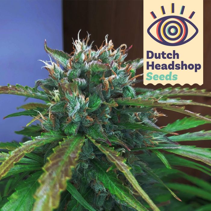 Auto Dutch Orange Bud (Hausmarke) main product photo