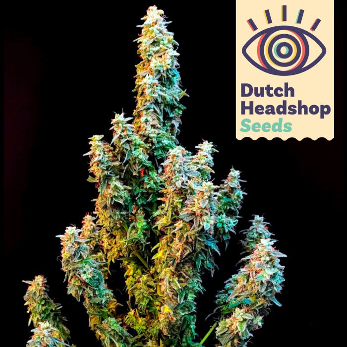Auto Green Crack (Hausmarke) main product photo