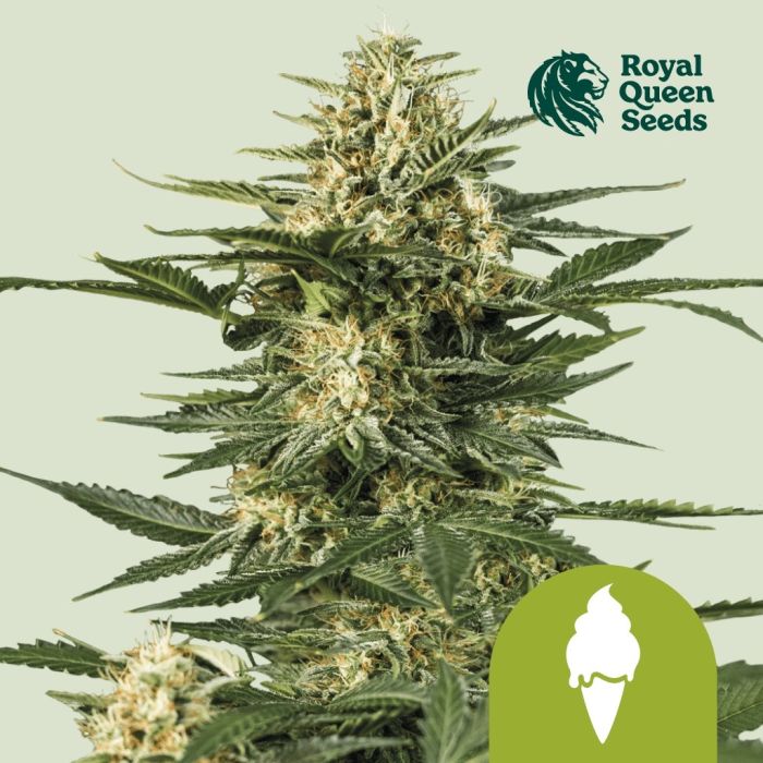 Green Gelato Automatic (Royal Queen Seeds) 3 Samen main product photo
