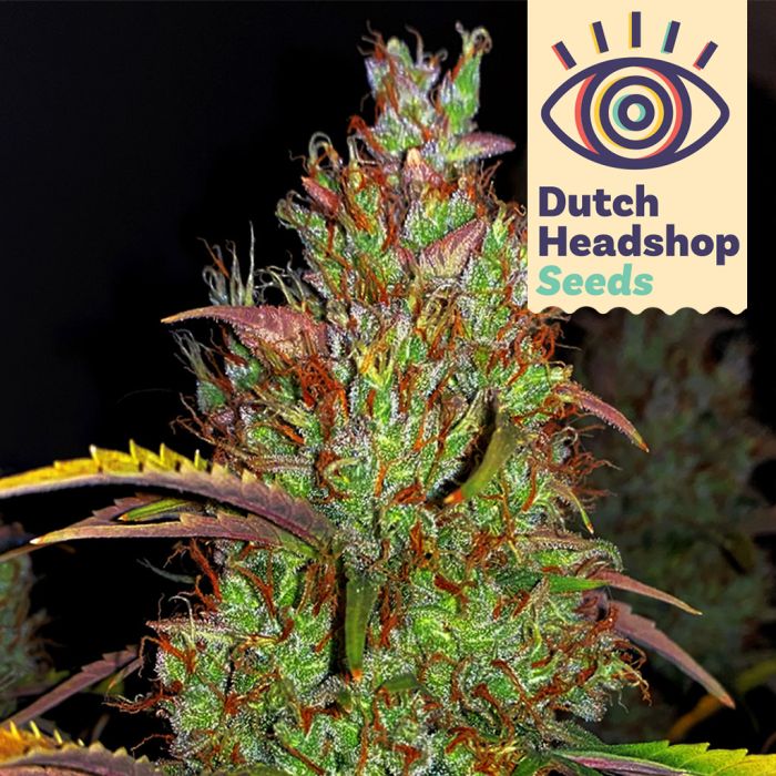 Auto Pineapple Chunk (Hausmarke) main product photo
