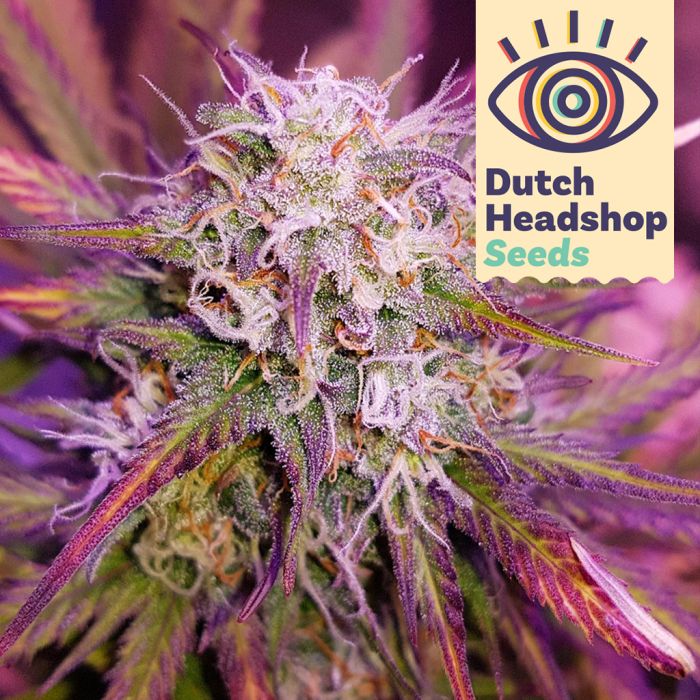 Auto Purple Kush (Hausmarke) main product photo
