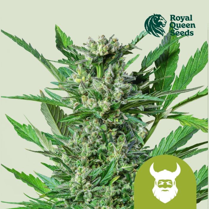 Royal Dwarf Autoflower (Royal Queen Seeds) 5 Samen main product photo
