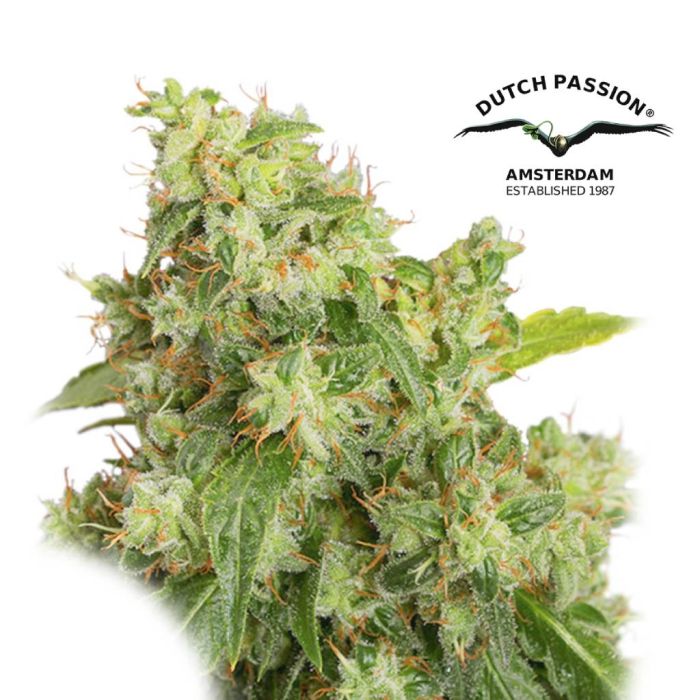 Auto Xtreme (Dutch Passion) 3 Samen main product photo