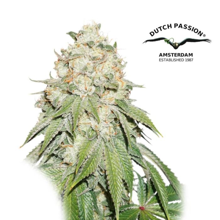 Banana Blaze (Dutch Passion) main product photo