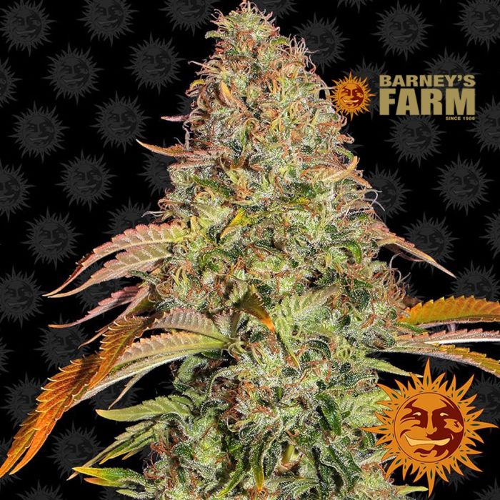 Zkittlez OG Auto (Barney’s Farm) 5 Samen main product photo