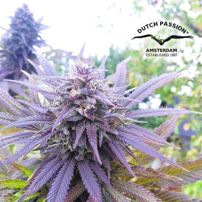 Blueberry (Dutch Passion) 3 Samen main product photo