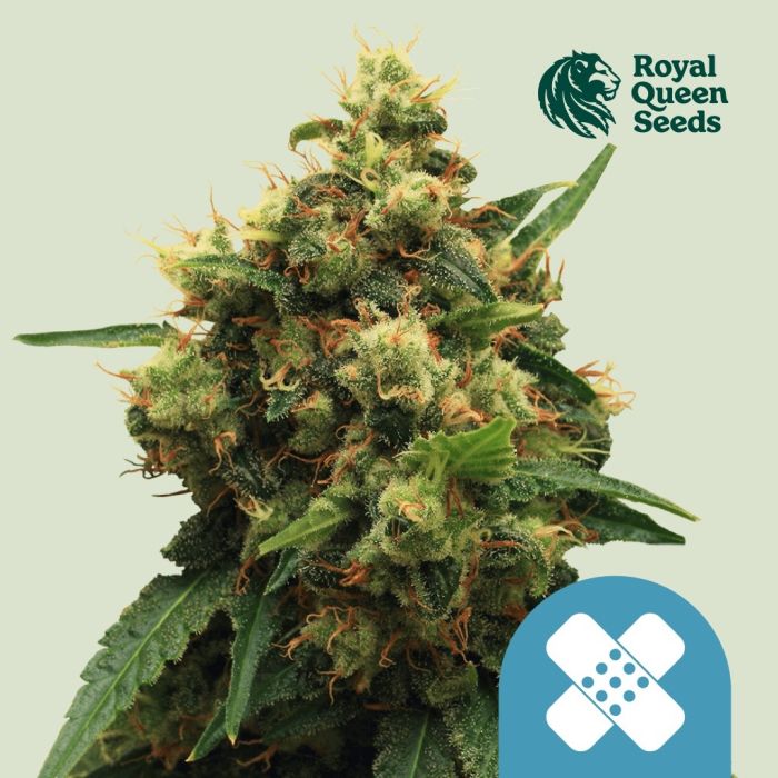 Painkiller XL (Royal Queen Seeds) 5 Samen main product photo