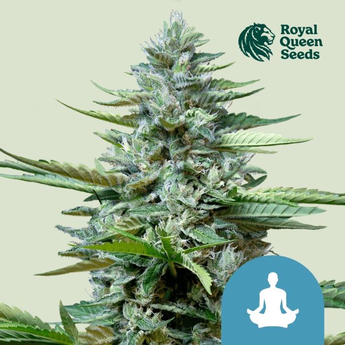 Stress Killer Automatic CBD (Royal Queen Seeds) 5 Samen main product photo