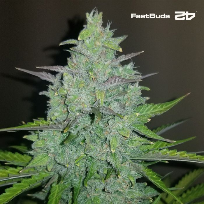 Cheese Auto (Fast Buds) main product photo