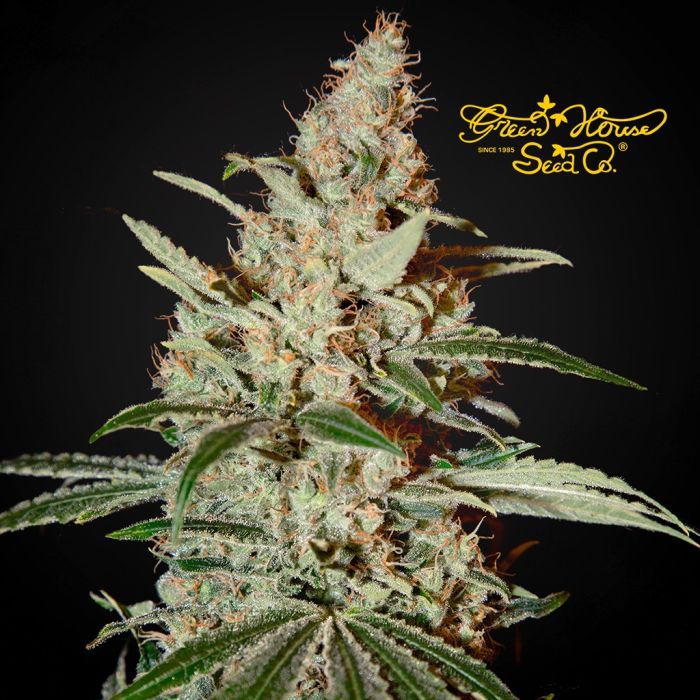 Chemdog (Greenhouse Seeds) 3 Samen main product photo