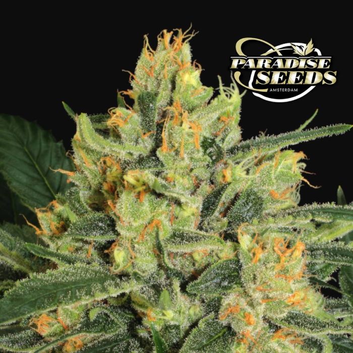 Durga Mata II CBD (Paradise Seeds) main product photo