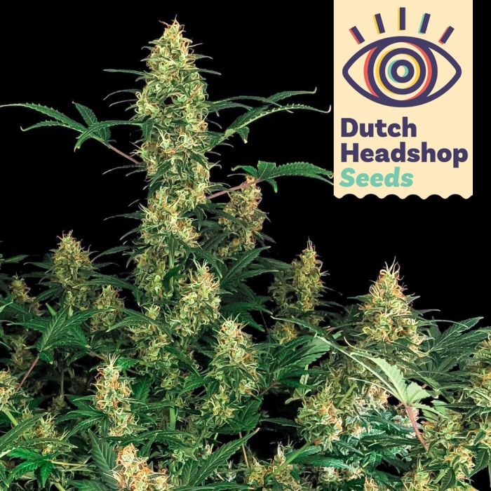 Auto Blue Dream (Hausmarke) main product photo
