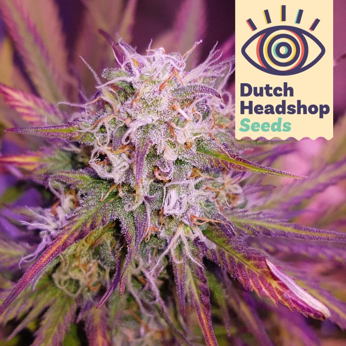 Auto Blueberry (Hausmarke) main product photo
