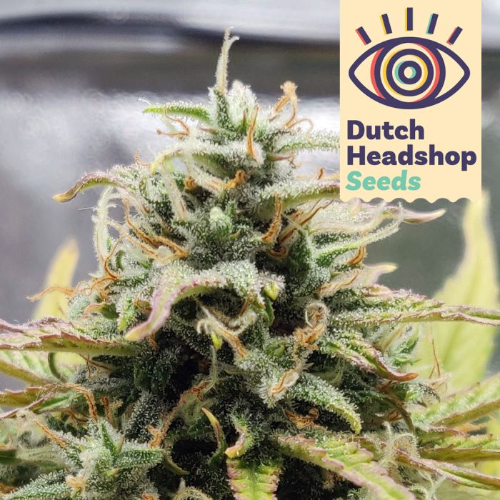 Auto CBD White Widow (Hausmarke) main product photo