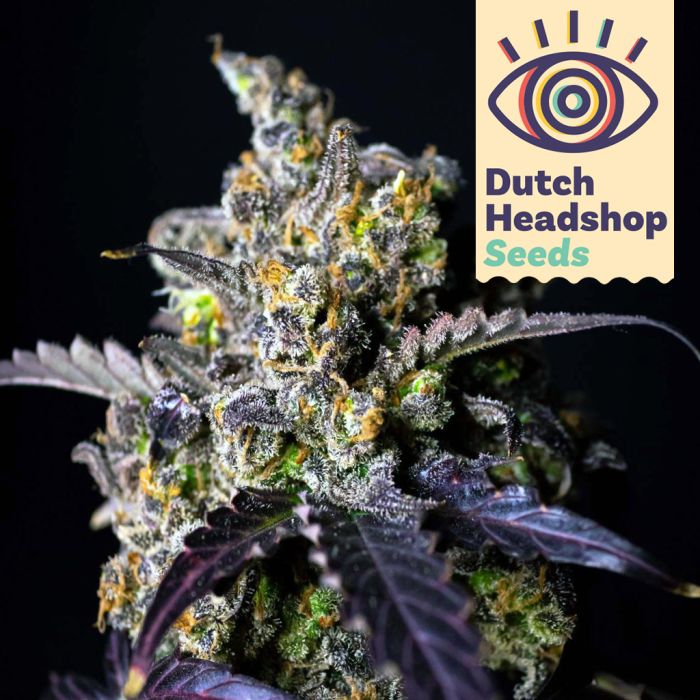 USA Autoflower Mix (Hausmarke) 5 Samen main product photo