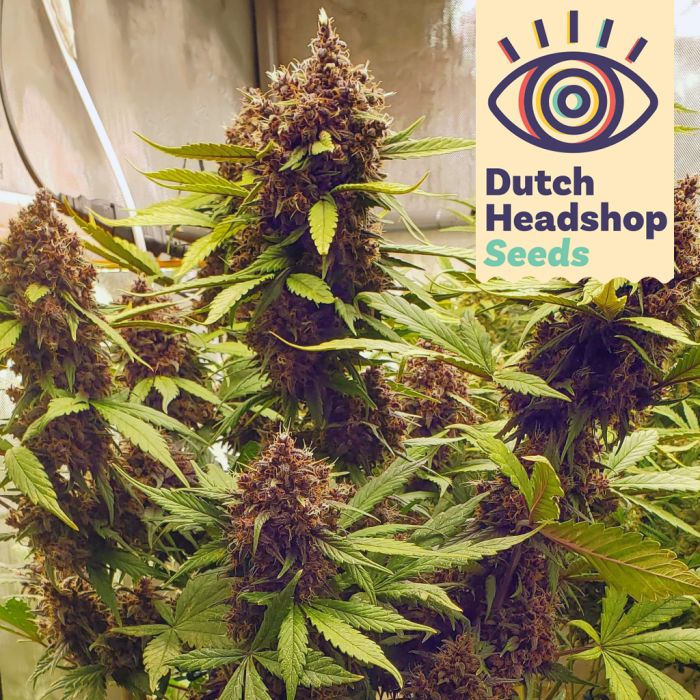 Auto LSD (Hausmarke) main product photo
