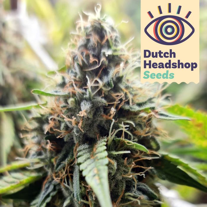 Auto Pineapple Express (Hausmarke) main product photo