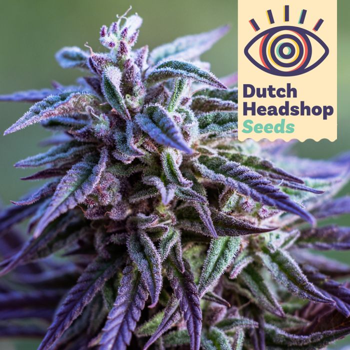 Auto Purple Haze (Hausmarke) main product photo