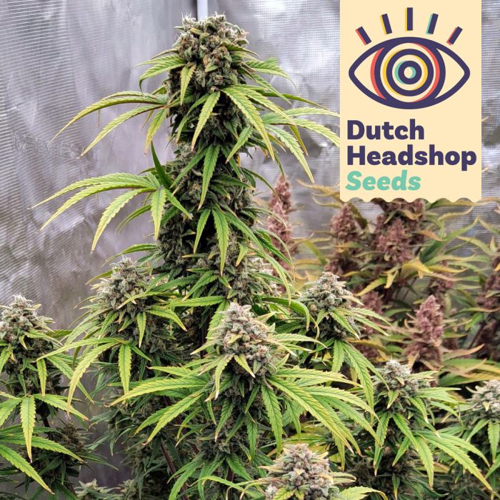 Auto Purple Punch (Hausmarke) main product photo