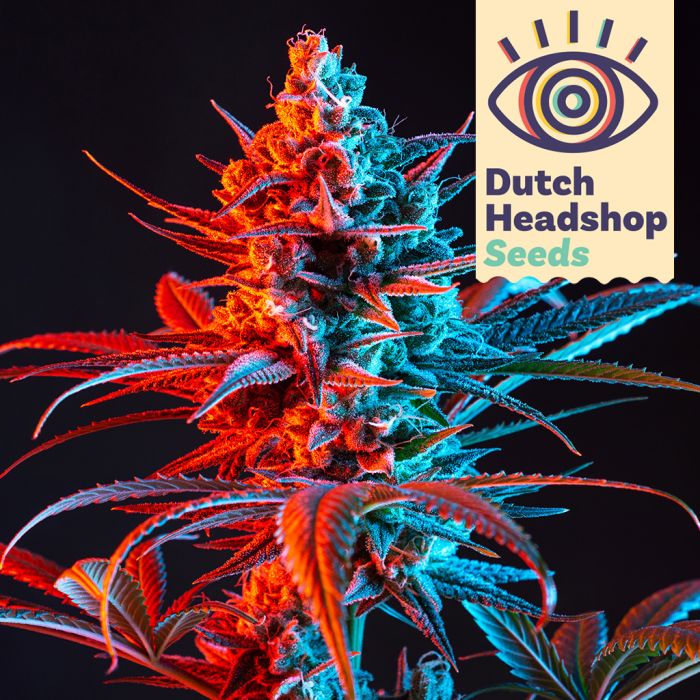 Auto Rainbow Mix (Hausmarke) 5 Cannabis Samen main product photo