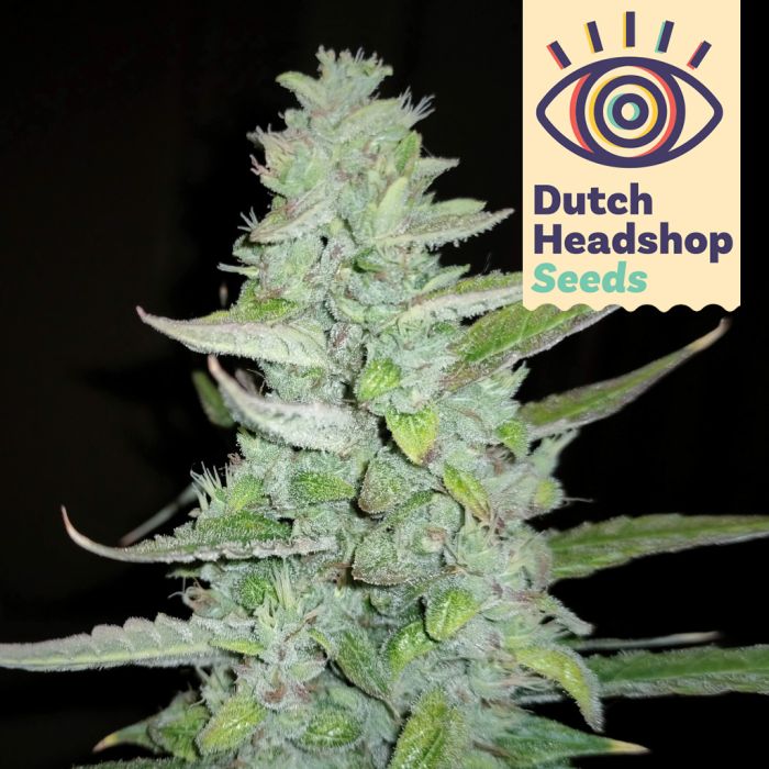 Auto Sour Diesel (Hausmarke) main product photo
