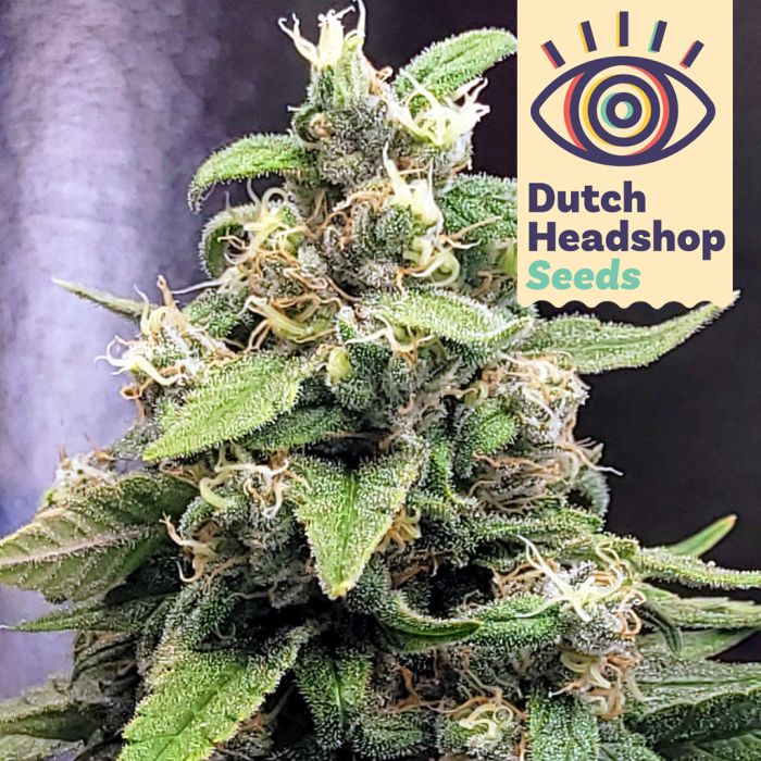 Jack Herer (Hausmarke) main product photo