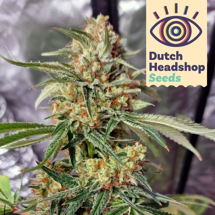 Wedding Cake (Hausmarke) main product photo