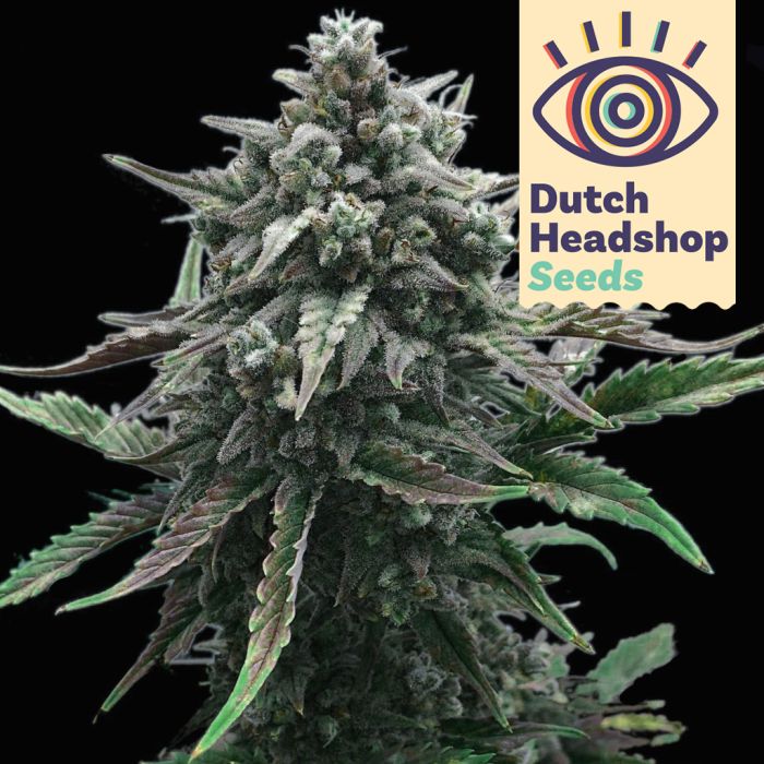 White Widow (Hausmarke) main product photo