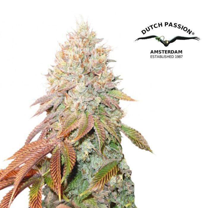 Auto Banana Blaze (Dutch Passion) 3 Samen main product photo