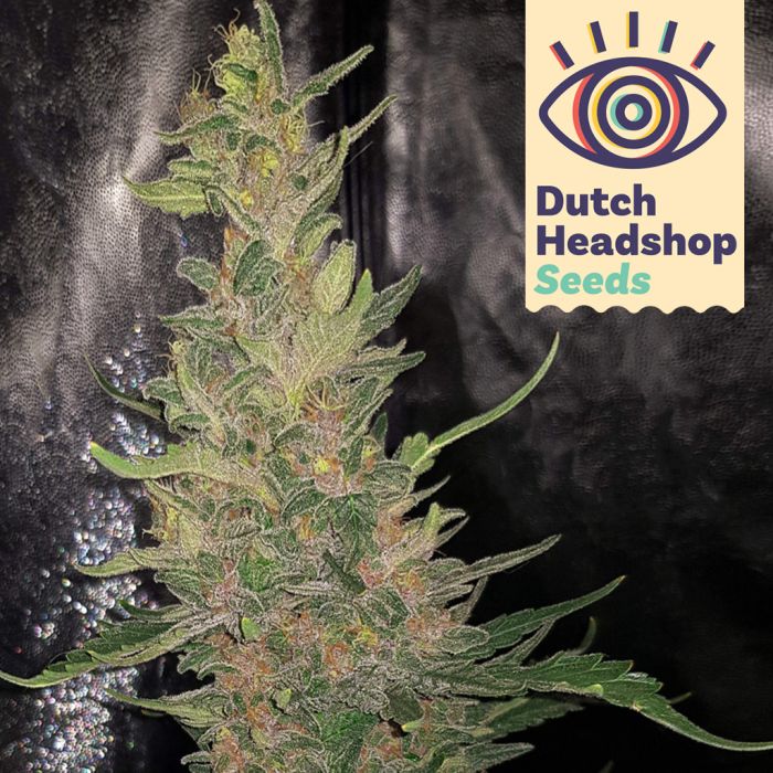 Early Skunk (Hausmarke) main product photo