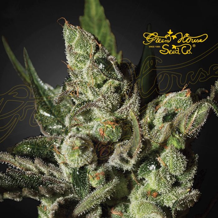 Exodus Cheese (Greenhouse Seeds) 5 Samen main product photo