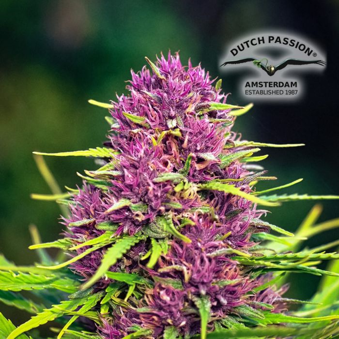 Frisian Dew (Dutch Passion) 5 Samen main product photo