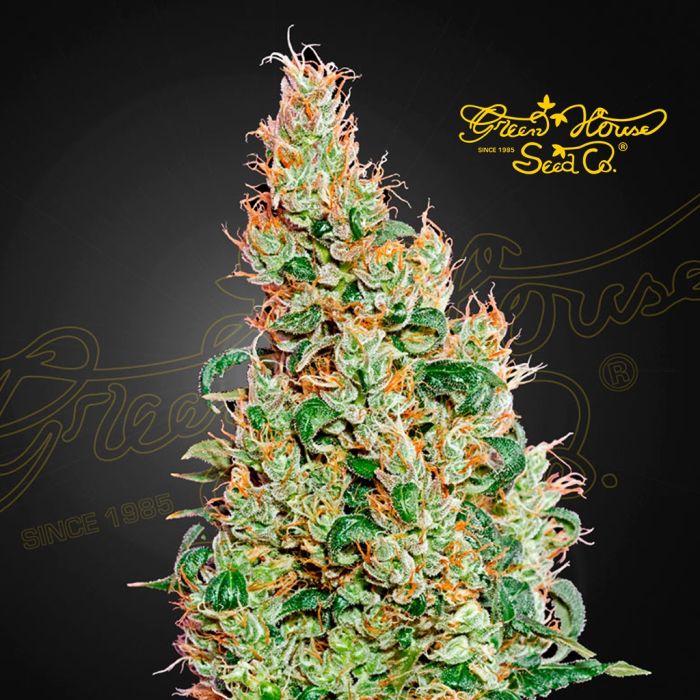 Green-O-Matic Autoflower (Greenhouse Seeds) 5 Samen main product photo