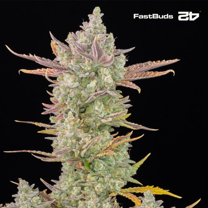 Gorilla Cookies Auto (Fast Buds) main product photo