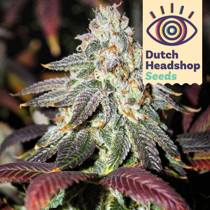 Granddaddy Purple (Hausmarke) main product photo