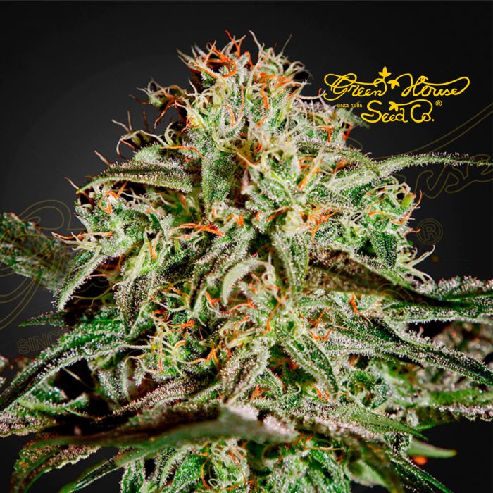A.M.S. (Greenhouse Seeds) 5 Samen main product photo